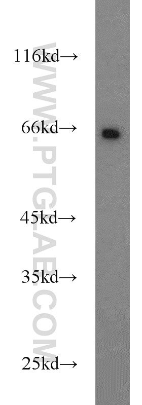 Western Blot (WB) analysis of mouse liver tissue using SDPR Polyclonal antibody (12339-1-AP)