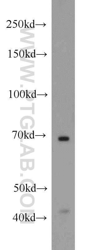 Western Blot (WB) analysis of mouse brain tissue using SDPR Polyclonal antibody (12339-1-AP)