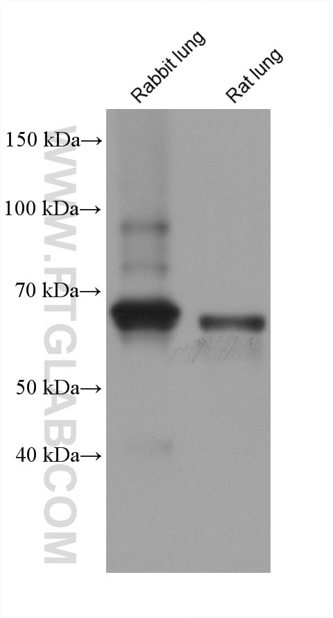 Western Blot (WB) analysis of various lysates using SDPR Monoclonal antibody (61031-3-Ig)