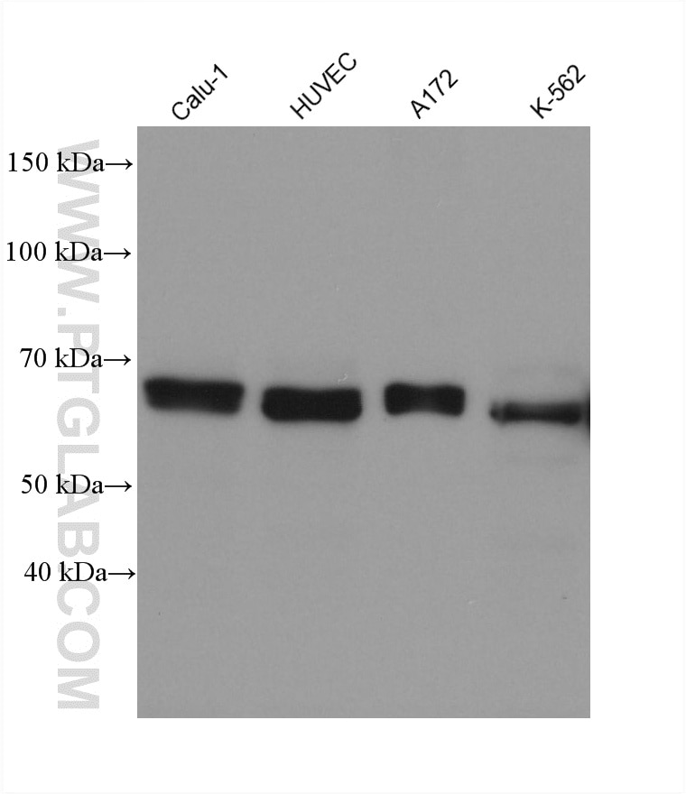 Western Blot (WB) analysis of various lysates using SDPR Monoclonal antibody (61031-3-Ig)