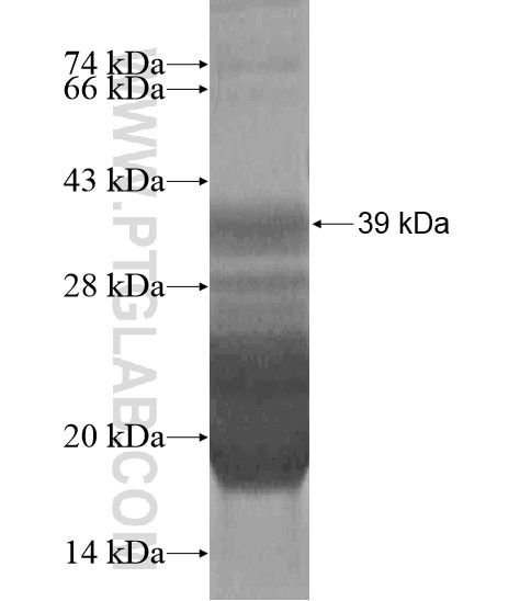 SDR9C7 fusion protein Ag20121 SDS-PAGE