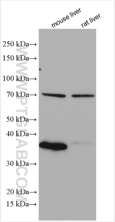 Western Blot (WB) analysis of various lysates using SDS Polyclonal antibody (16594-1-AP)