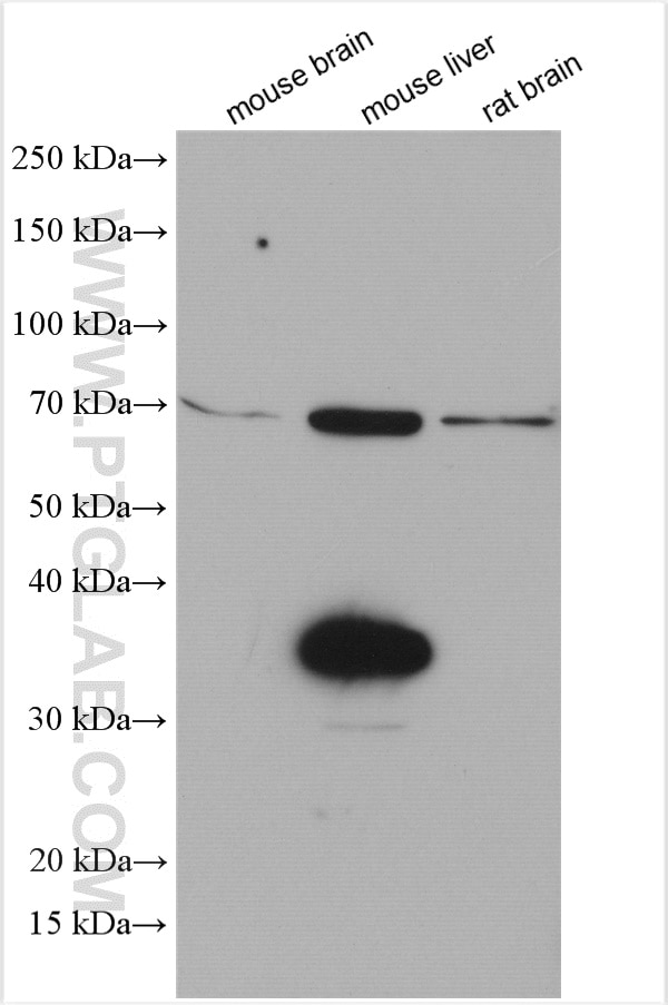 Western Blot (WB) analysis of various lysates using SDS Polyclonal antibody (16594-1-AP)