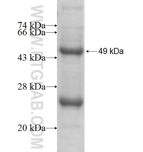 SDS fusion protein Ag9704 SDS-PAGE