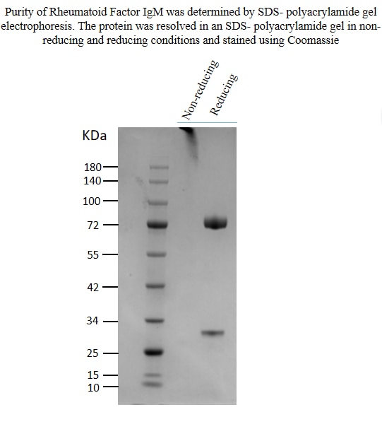 Affinity and Kinetic Characterization of 86829-2-HR Affinity and Kinetic Characterization of 86829-2-HR