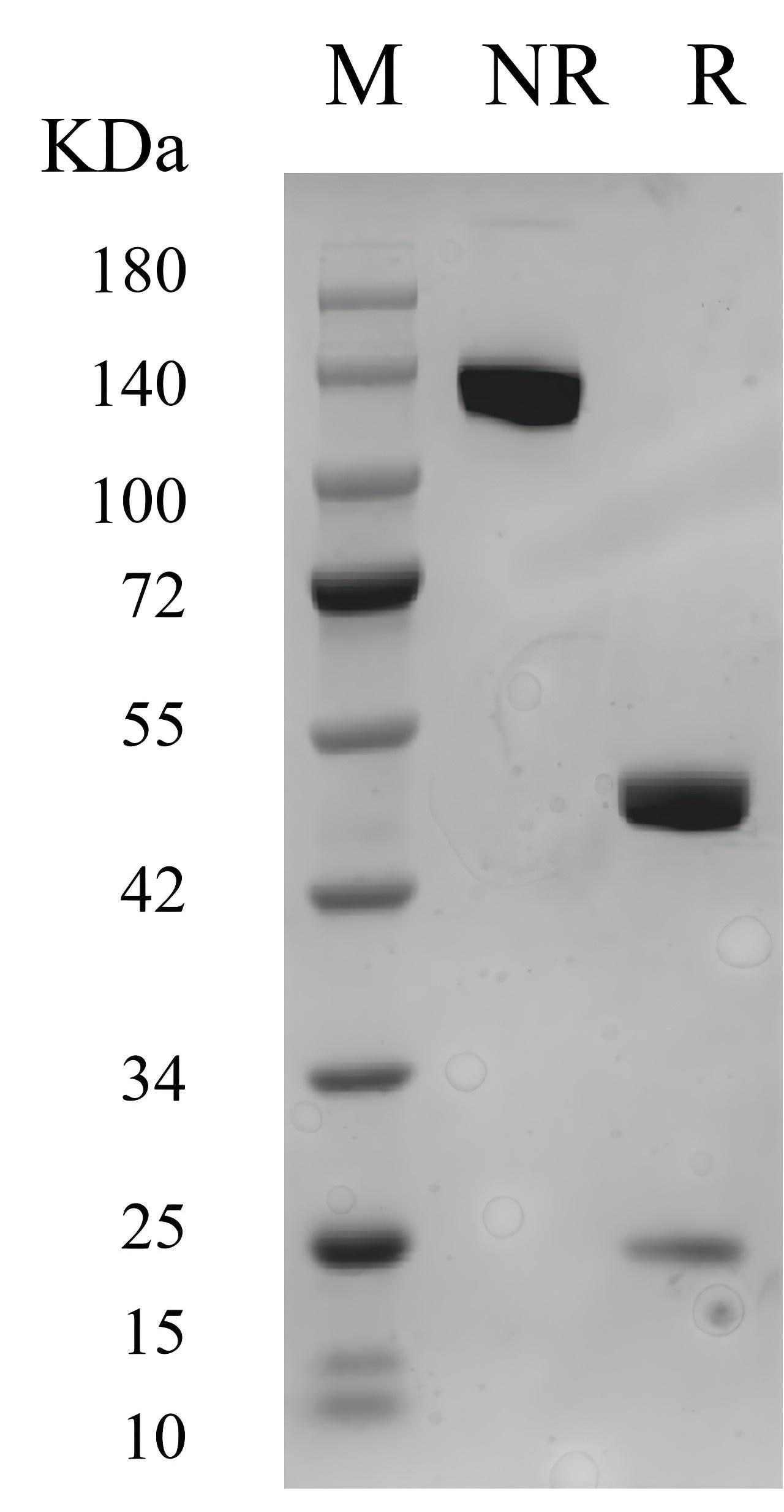 SDS-PAGE of 98032-1-FG