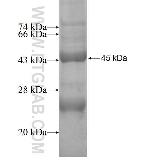 SDSL fusion protein Ag9114 SDS-PAGE