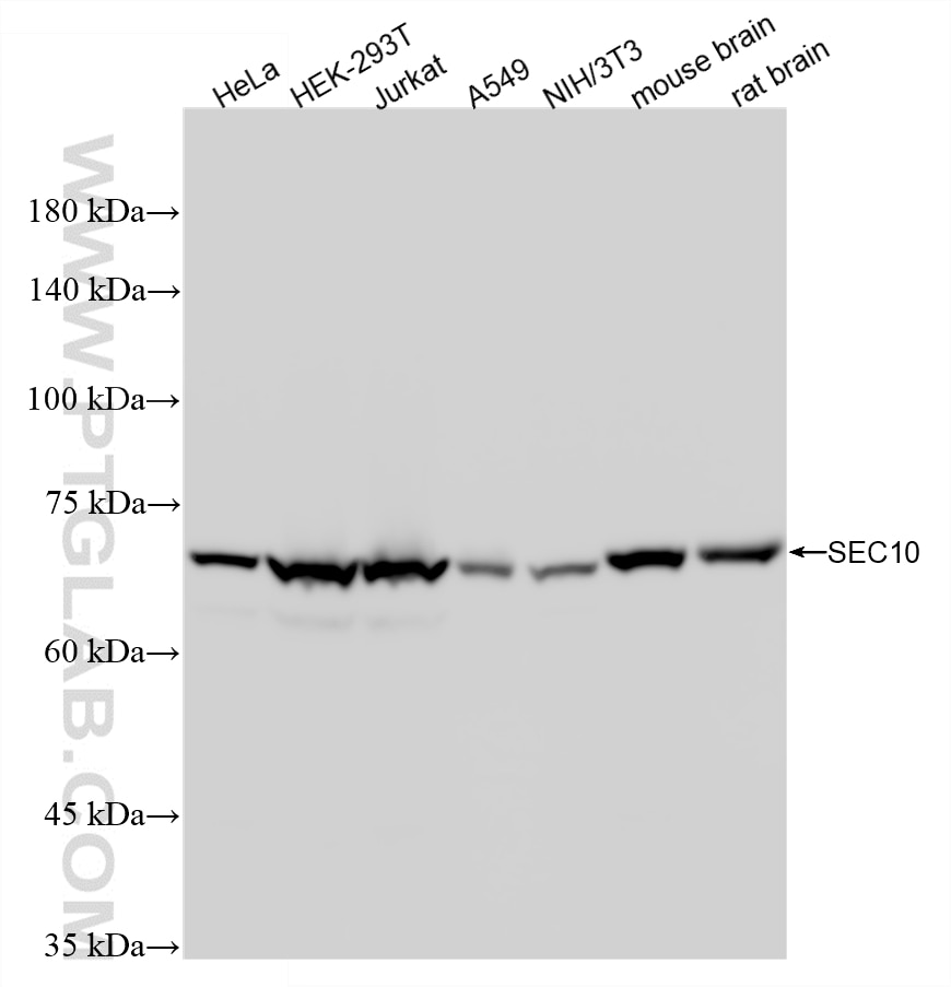 Western Blot (WB) analysis of various lysates using SEC10/EXOC5 Recombinant monoclonal antibody (87198-1-RR)