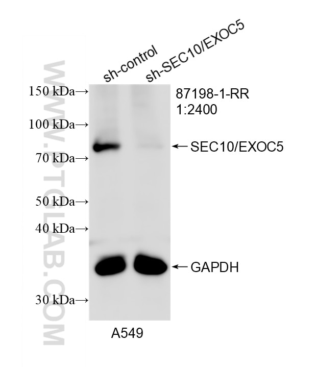 WB analysis of A549 using 87198-1-RR (same clone as 87198-1-PBS) Western Blot (WB) analysis of A549 cells using SEC10/EXOC5 Recombinant monoclonal antibody (87198-1-RR)