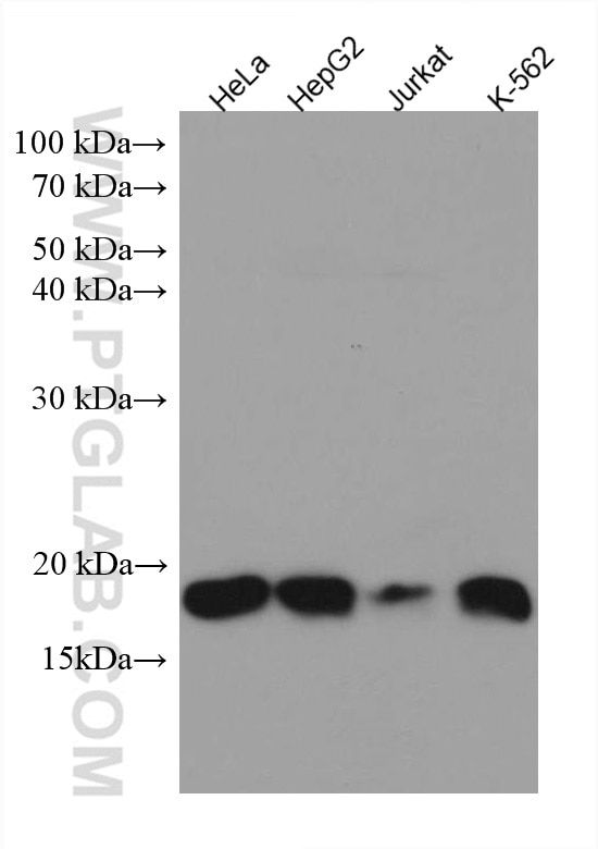 Western Blot (WB) analysis of various lysates using SEC11A Monoclonal antibody (67379-1-Ig)