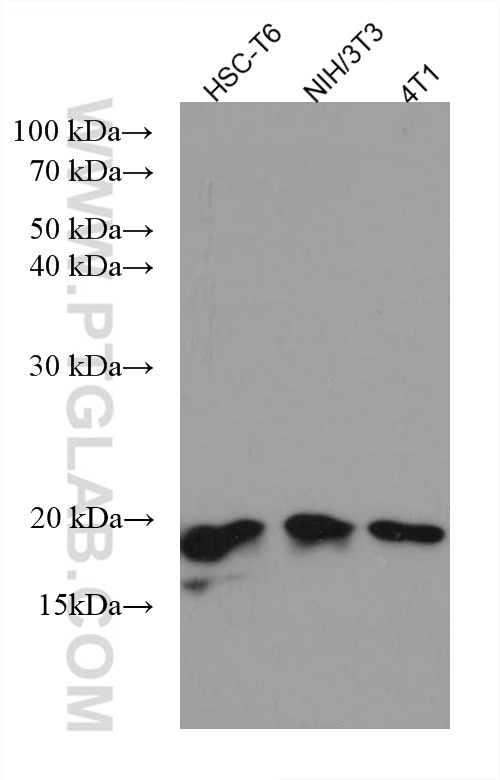 Western Blot (WB) analysis of various lysates using SEC11A Monoclonal antibody (67379-1-Ig)