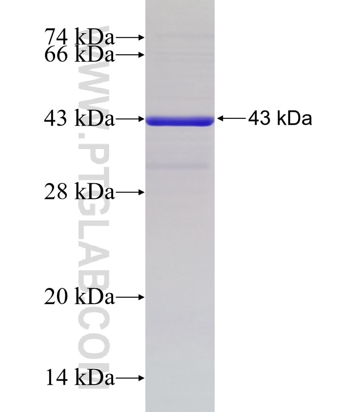 SEC11A fusion protein Ag6500 SDS-PAGE