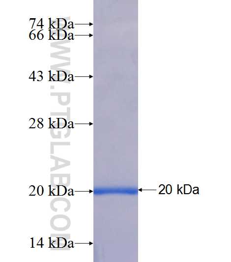 SEC11A fusion protein Ag6610 SDS-PAGE