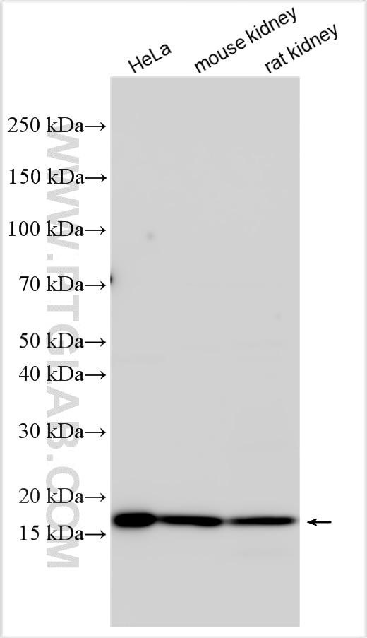 Western Blot (WB) analysis of various lysates using SEC11C Polyclonal antibody (16901-1-AP)