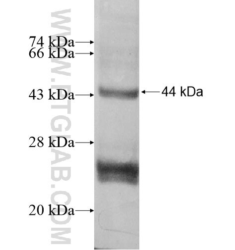 SEC11C fusion protein Ag10442 SDS-PAGE