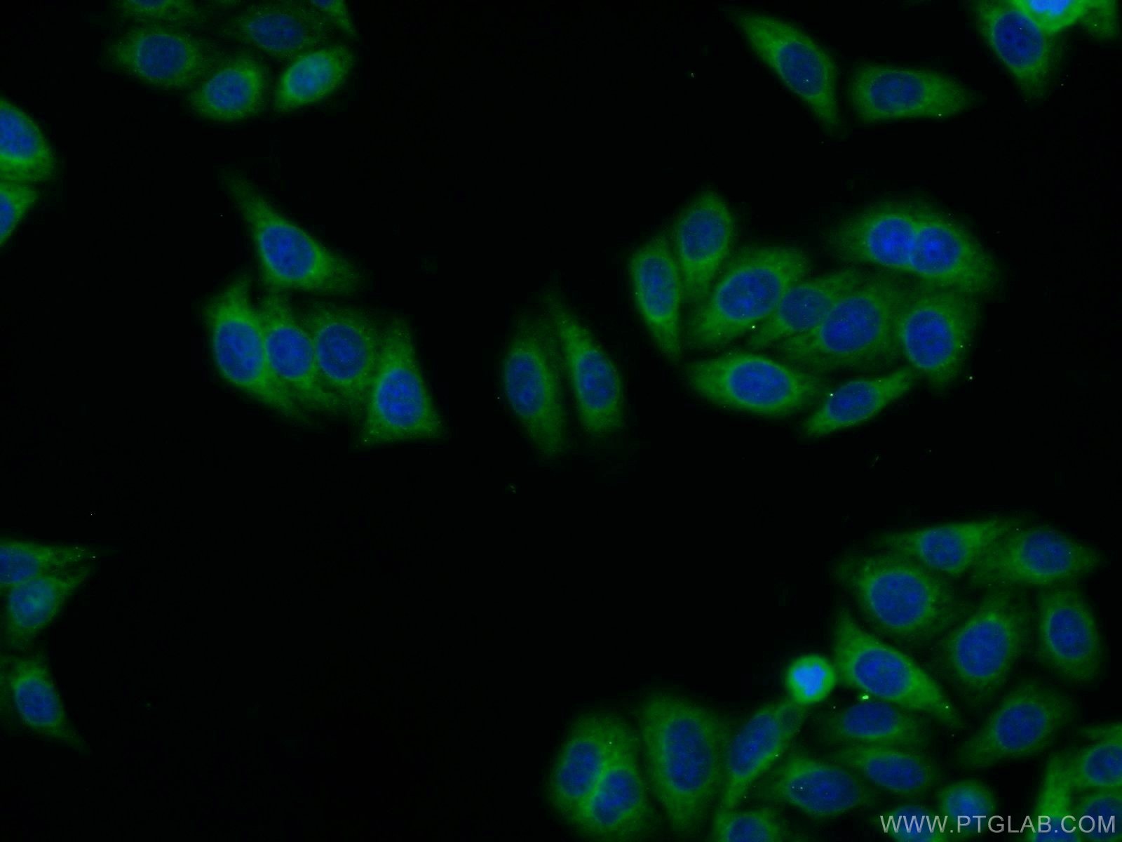 Immunofluorescence (IF) / fluorescent staining of HepG2 cells using SEC13 Polyclonal antibody (15397-1-AP)