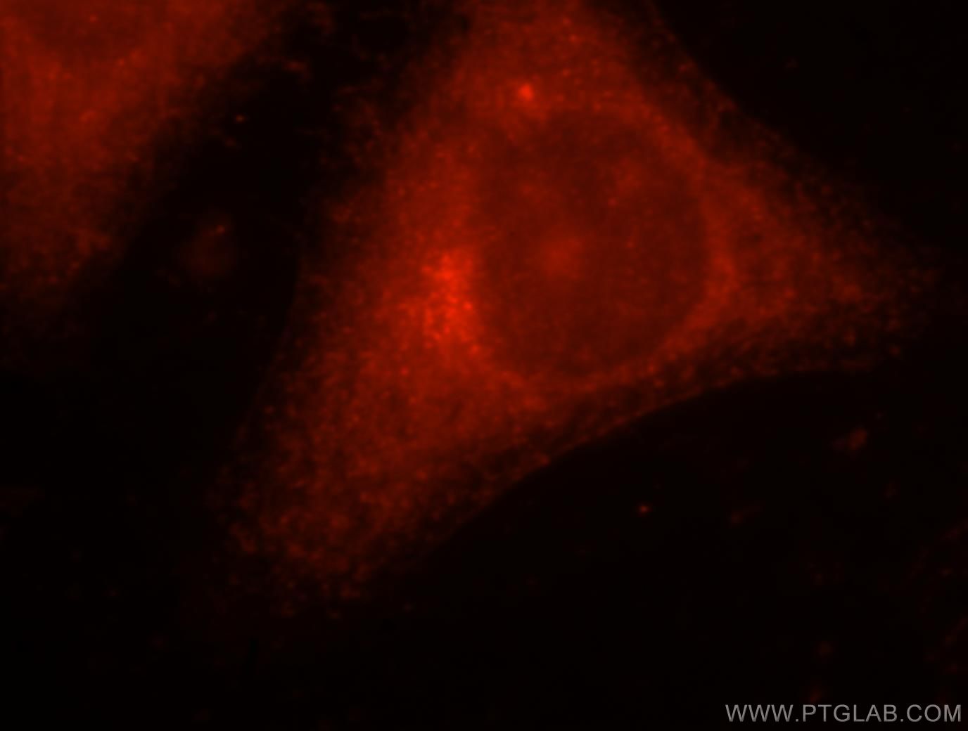 Immunofluorescence (IF) / fluorescent staining of HepG2 cells using SEC13 Polyclonal antibody (15397-1-AP)