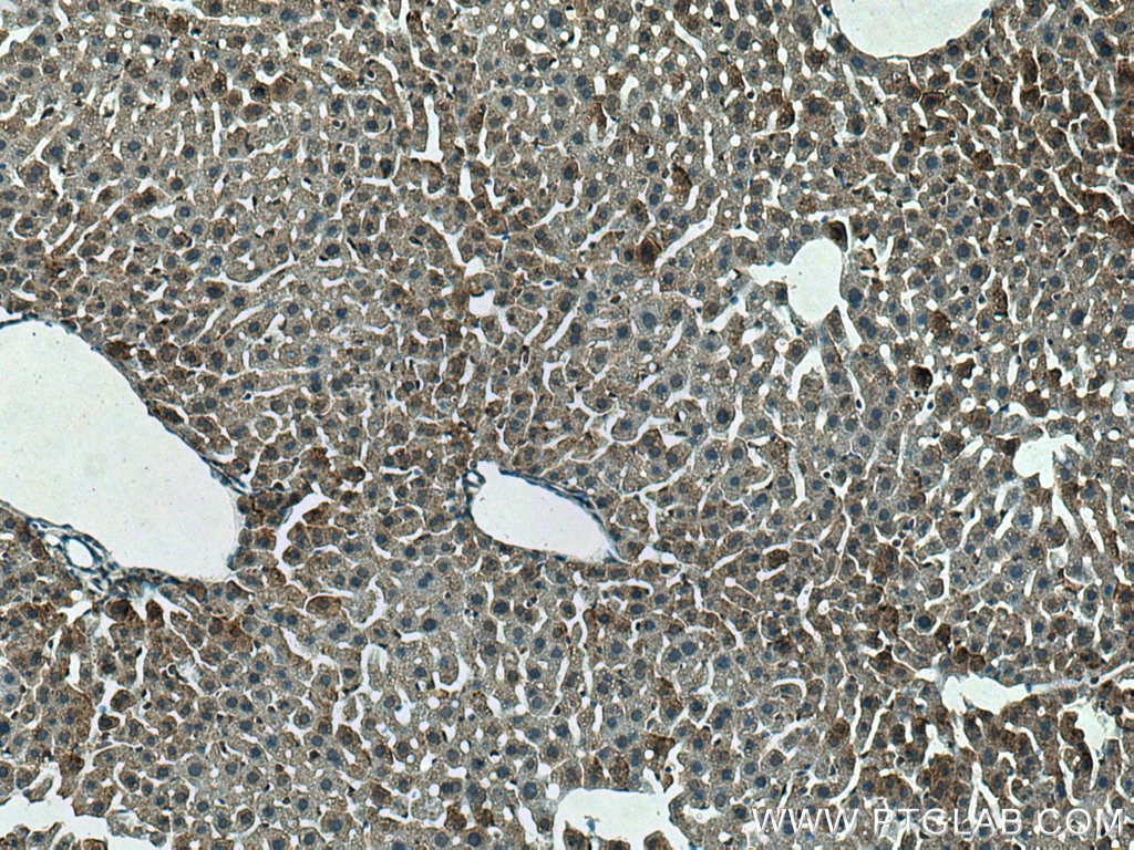 Immunohistochemistry (IHC) staining of mouse liver tissue using SEC13 Polyclonal antibody (15397-1-AP)