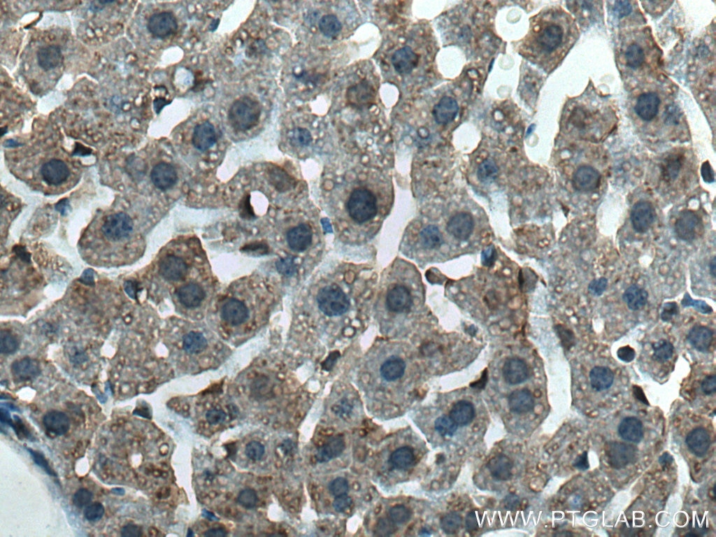 Immunohistochemistry (IHC) staining of mouse liver tissue using SEC13 Polyclonal antibody (15397-1-AP)