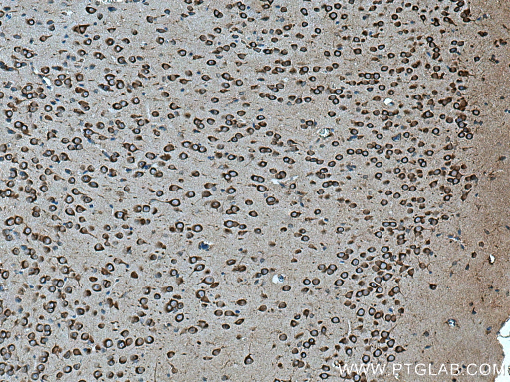 Immunohistochemistry (IHC) staining of mouse brain tissue using SEC13 Polyclonal antibody (15397-1-AP)