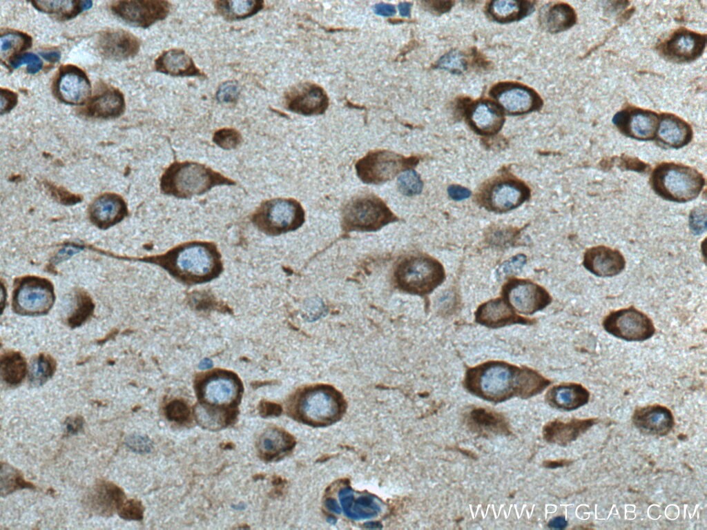 Immunohistochemistry (IHC) staining of mouse brain tissue using SEC13 Polyclonal antibody (15397-1-AP)