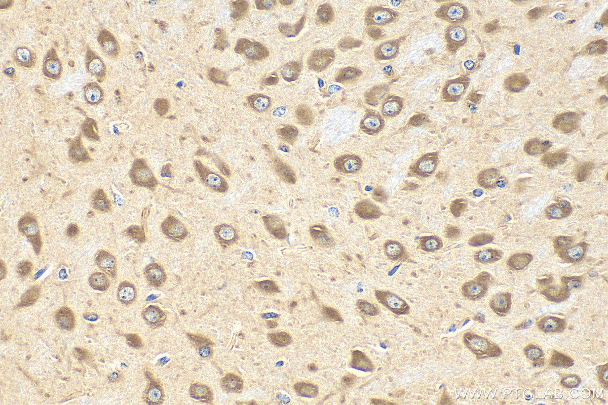 Immunohistochemistry (IHC) staining of mouse brain tissue using SEC13 Polyclonal antibody (15397-1-AP)