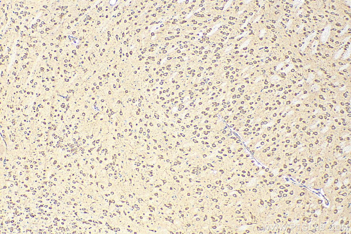 Immunohistochemistry (IHC) staining of mouse brain tissue using SEC13 Polyclonal antibody (15397-1-AP)