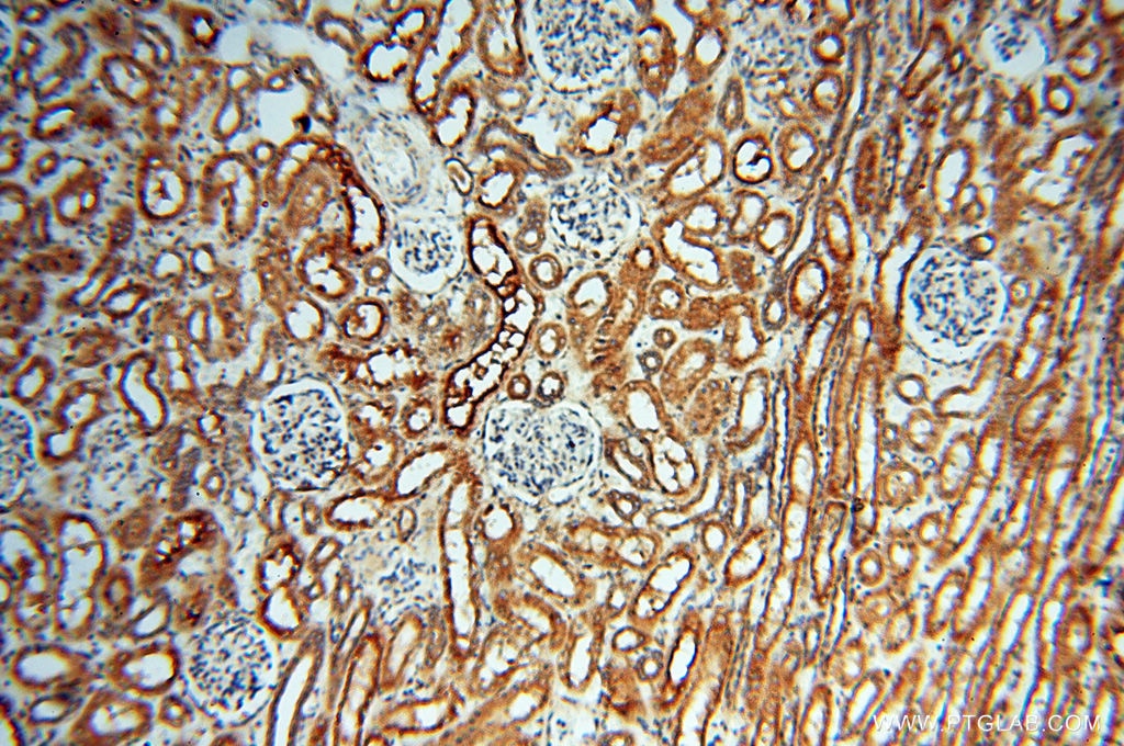 Immunohistochemistry (IHC) staining of human kidney tissue using SEC13 Polyclonal antibody (15397-1-AP)