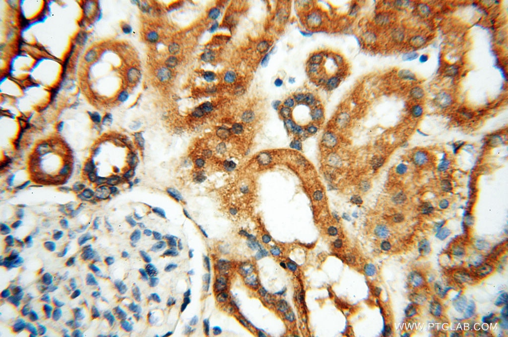 Immunohistochemistry (IHC) staining of human kidney tissue using SEC13 Polyclonal antibody (15397-1-AP)
