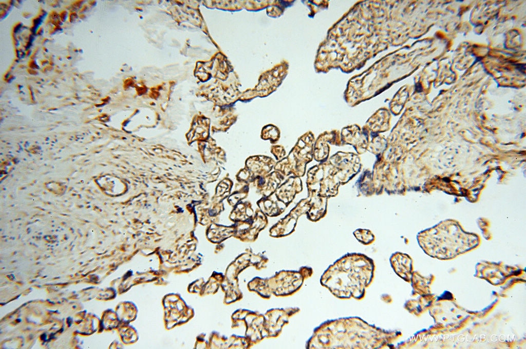Immunohistochemistry (IHC) staining of human placenta tissue using SEC13 Polyclonal antibody (15397-1-AP)