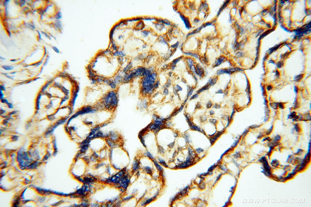 Immunohistochemistry (IHC) staining of human placenta tissue using SEC13 Polyclonal antibody (15397-1-AP)