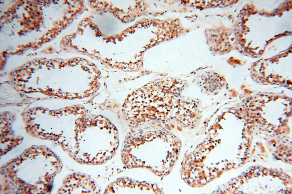 Immunohistochemistry (IHC) staining of human testis tissue using SEC13 Polyclonal antibody (15397-1-AP)