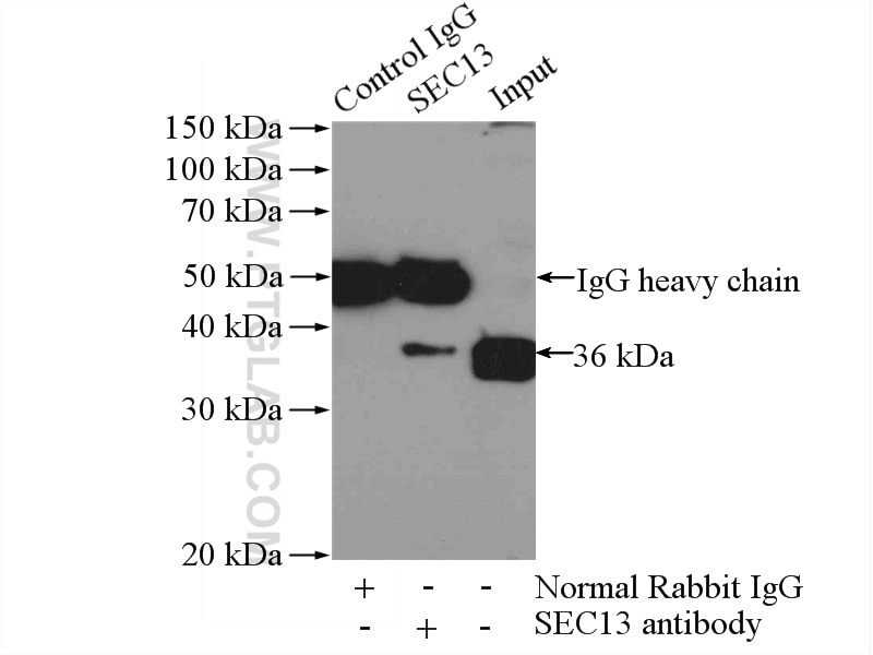Immunoprecipitation (IP) experiment of HepG2 cells using SEC13 Polyclonal antibody (15397-1-AP)