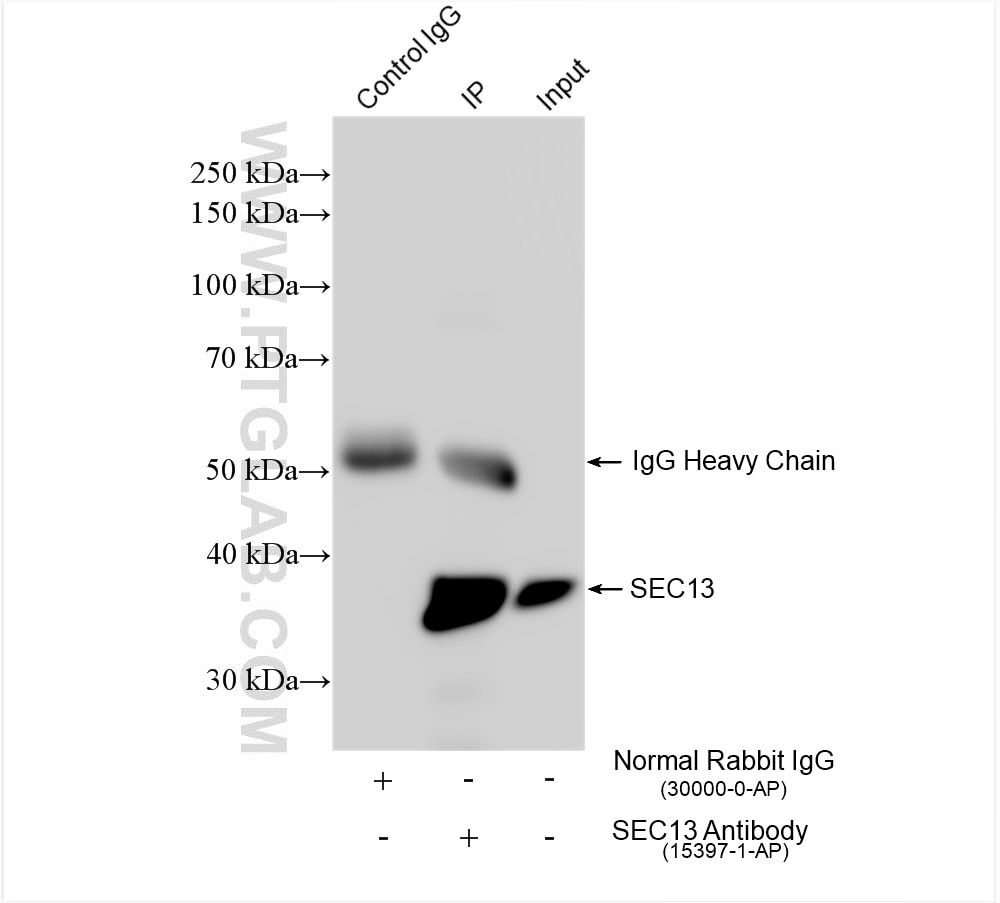 Immunoprecipitation (IP) experiment of HepG2 cells using SEC13 Polyclonal antibody (15397-1-AP)