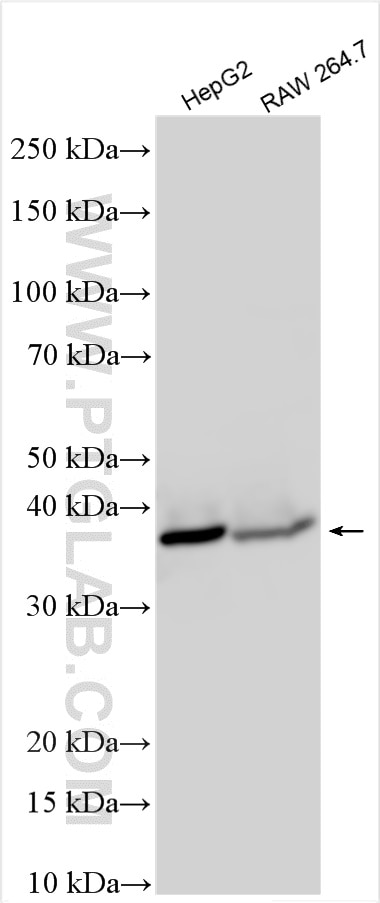 Western Blot (WB) analysis of various lysates using SEC13 Polyclonal antibody (15397-1-AP)