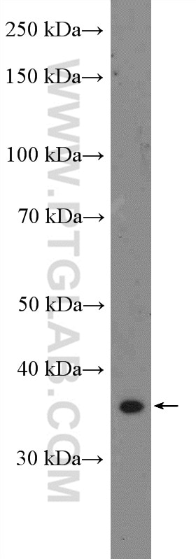 Western Blot (WB) analysis of RAW 264.7 cells using SEC13 Polyclonal antibody (15397-1-AP)