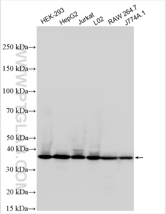 Western Blot (WB) analysis of various lysates using SEC13 Polyclonal antibody (15397-1-AP)