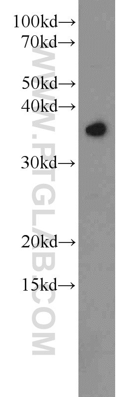 Western Blot (WB) analysis of HepG2 cells using SEC13 Polyclonal antibody (15397-1-AP)