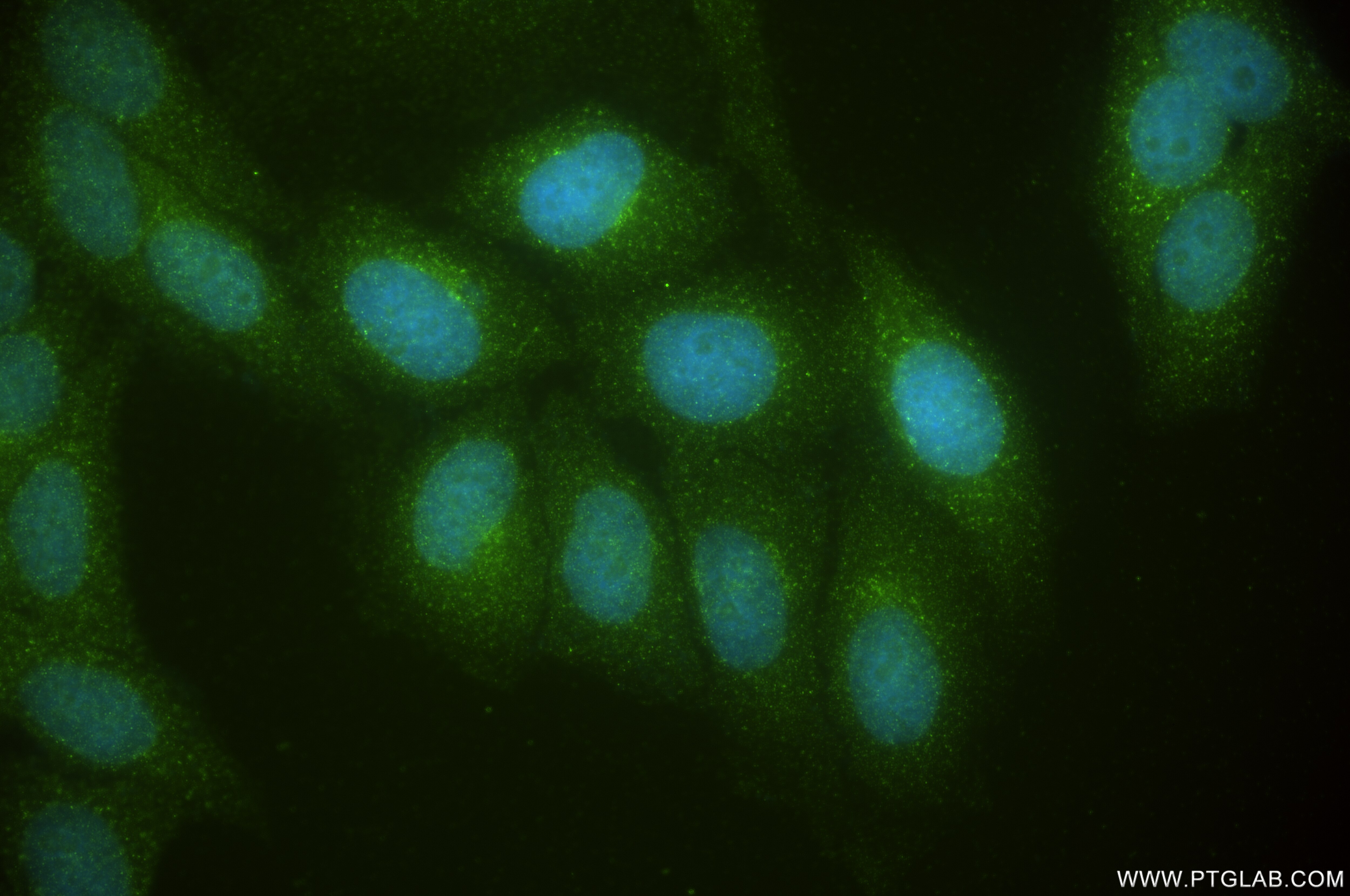 Immunofluorescence (IF) / fluorescent staining of HepG2 cells using SEC13 Recombinant antibody (85110-4-RR)