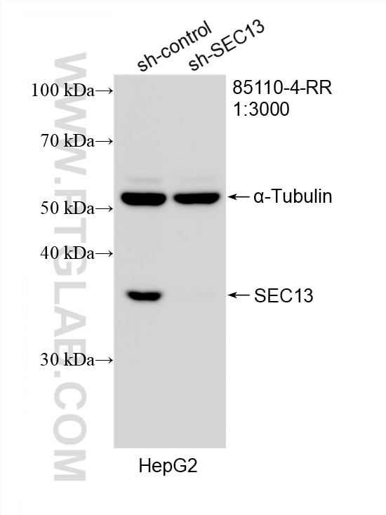 Western Blot (WB) analysis of HepG2 cells using SEC13 Recombinant monoclonal antibody (85110-4-RR)