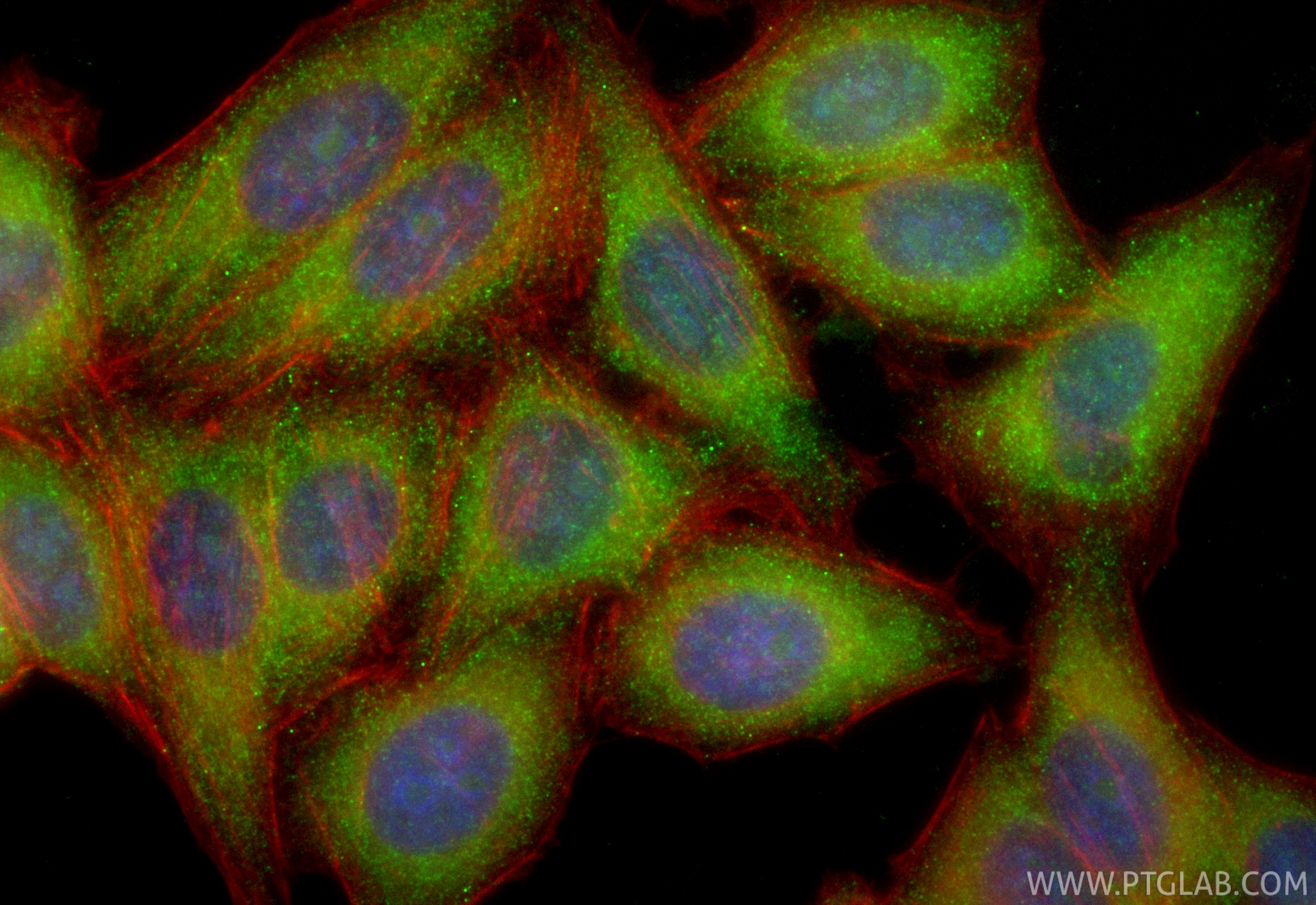 Immunofluorescence (IF) / fluorescent staining of HepG2 cells using CoraLite® Plus 488-conjugated SEC13 Recombinant an (CL488-85110-4)