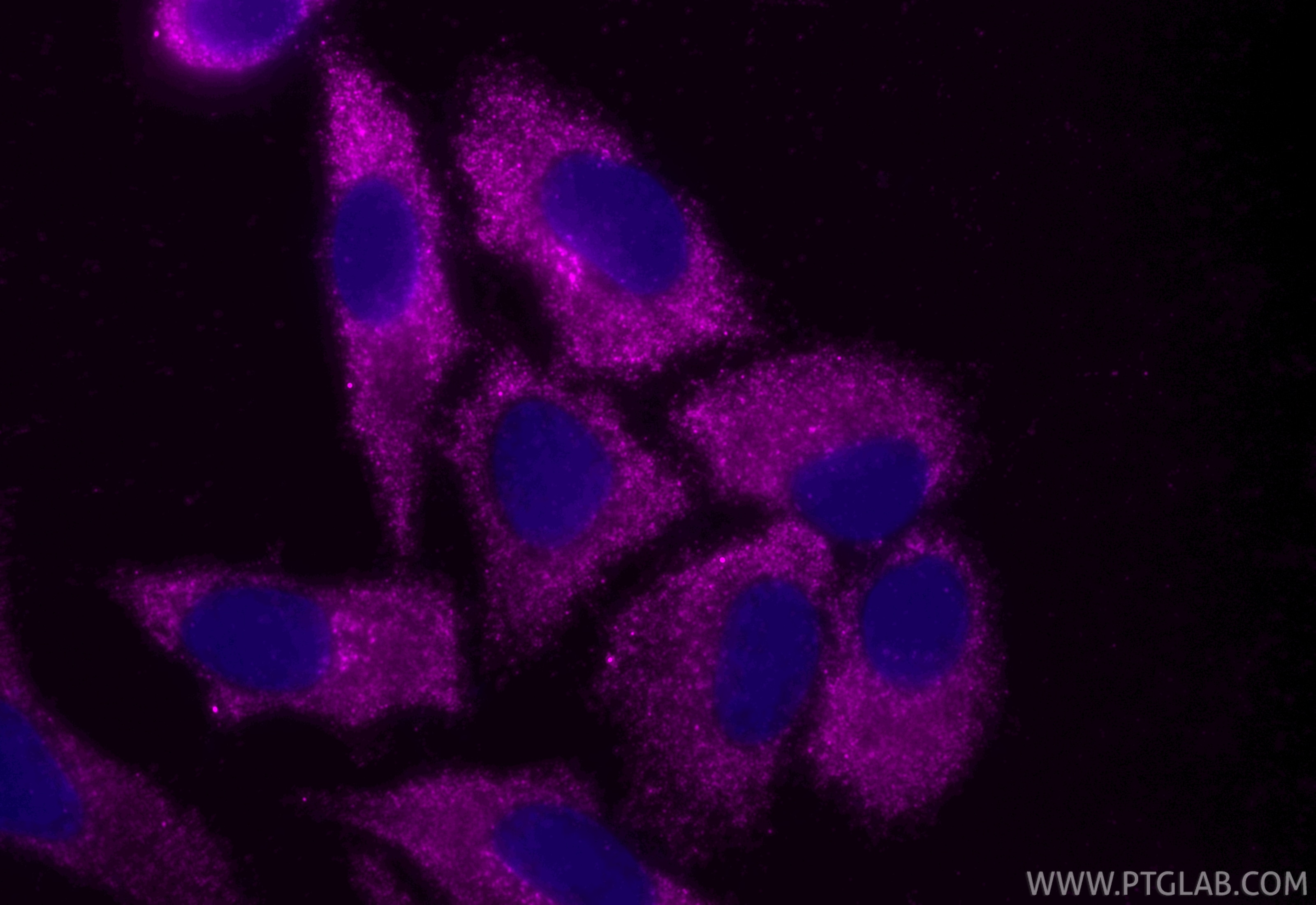 Immunofluorescent analysis of (-20°C Ethanol) fixed HepG2 cells using CoraLite® Plus 647 SEC13 antibody (CL647-85110-4, Clone: 242775C3 ) at dilution of 1:400. Immunofluorescence (IF) / fluorescent staining of HepG2 cells using CoraLite® Plus 647-conjugated SEC13 Recombinant mo (CL647-85110-4)