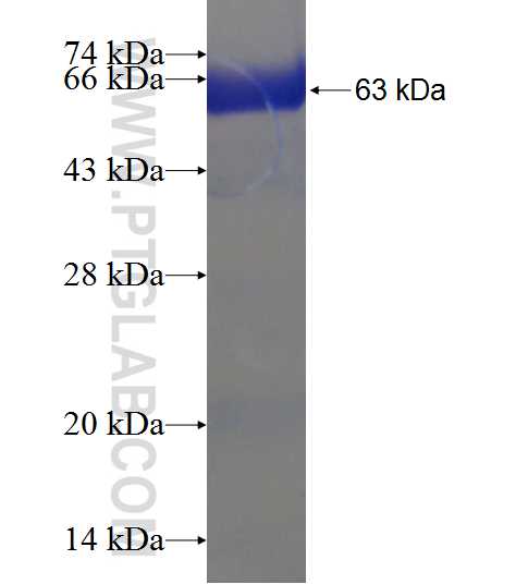 SEC13 fusion protein Ag7610 SDS-PAGE