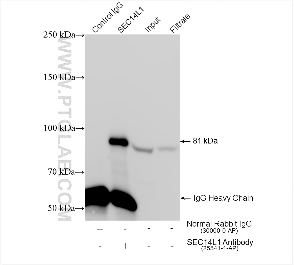 Immunoprecipitation (IP) experiment of HEK-293 cells using SEC14L1 Polyclonal antibody (25541-1-AP)