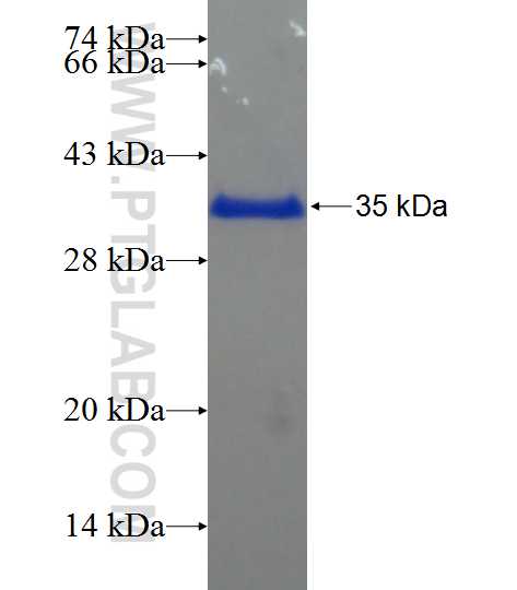 SEC14L1 fusion protein Ag22233 SDS-PAGE