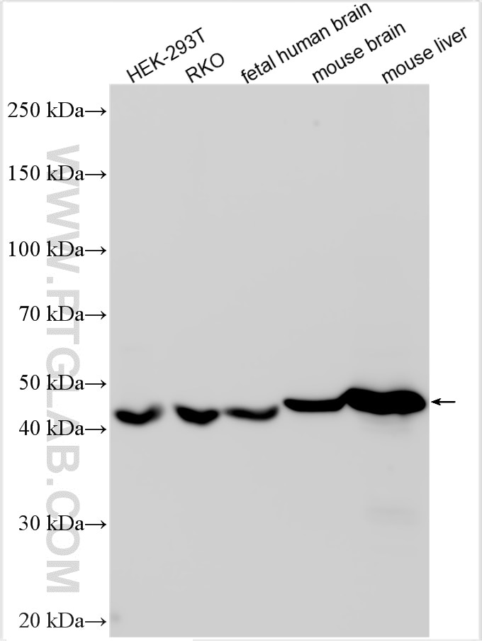 Western Blot (WB) analysis of various lysates using SEC14L2 Polyclonal antibody (32593-1-AP)