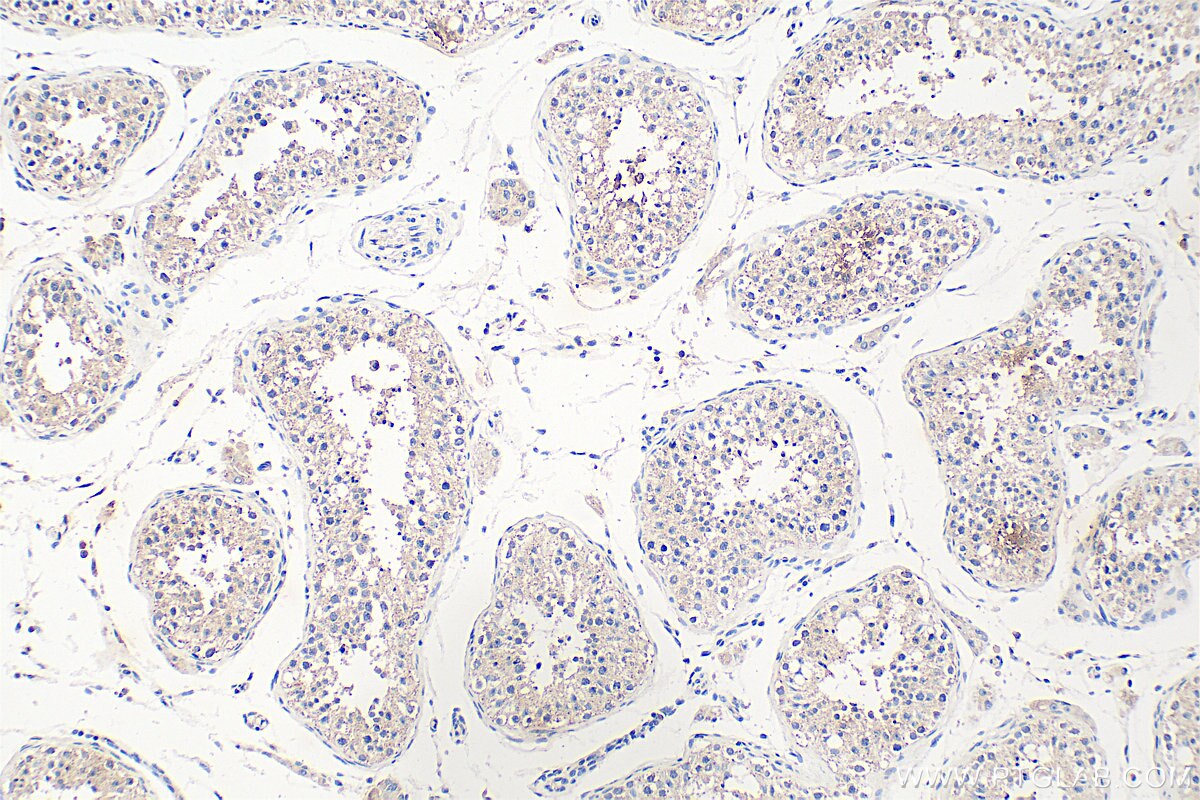 Immunohistochemistry (IHC) staining of human testis tissue using SEC14L3 Polyclonal antibody (32098-1-AP)