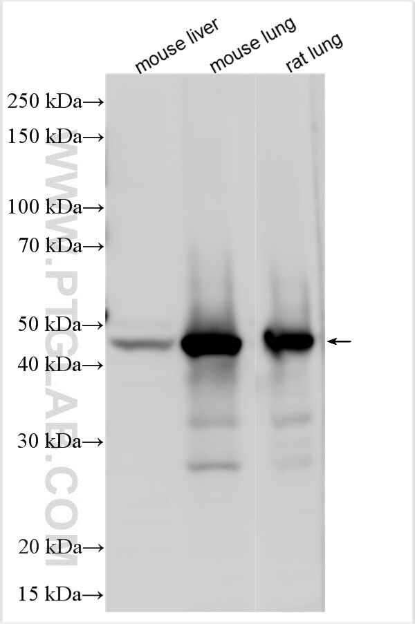Western Blot (WB) analysis of various lysates using SEC14L3 Polyclonal antibody (32098-1-AP)