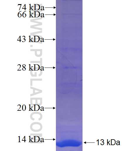 SEC14L4 fusion protein Ag23104 SDS-PAGE
