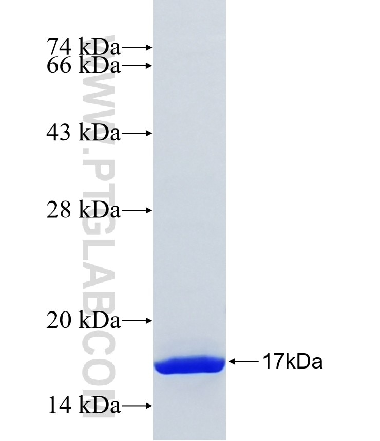 SEC14L4 fusion protein Ag23104 SDS-PAGE